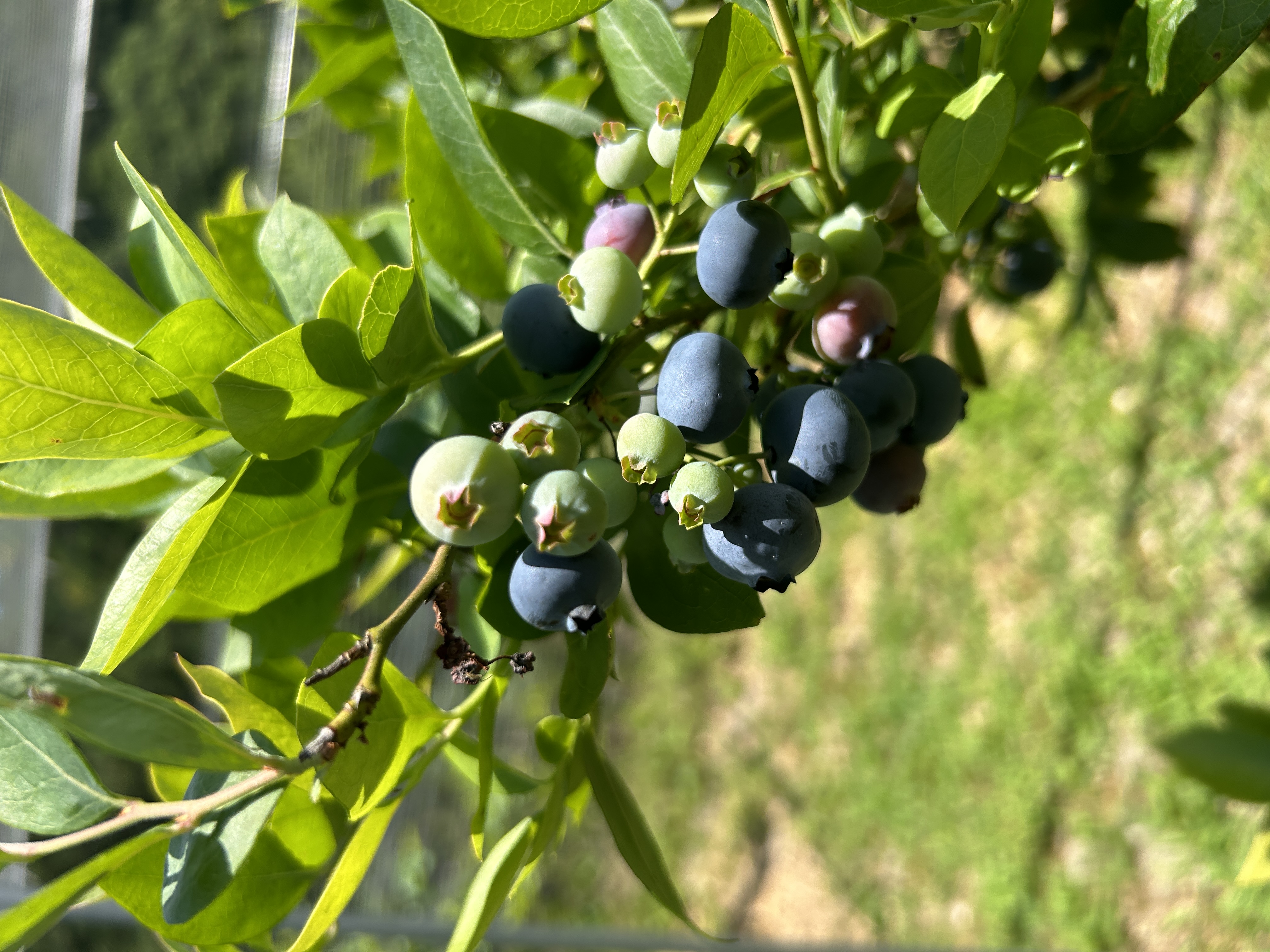 ブルーベリーの写真01