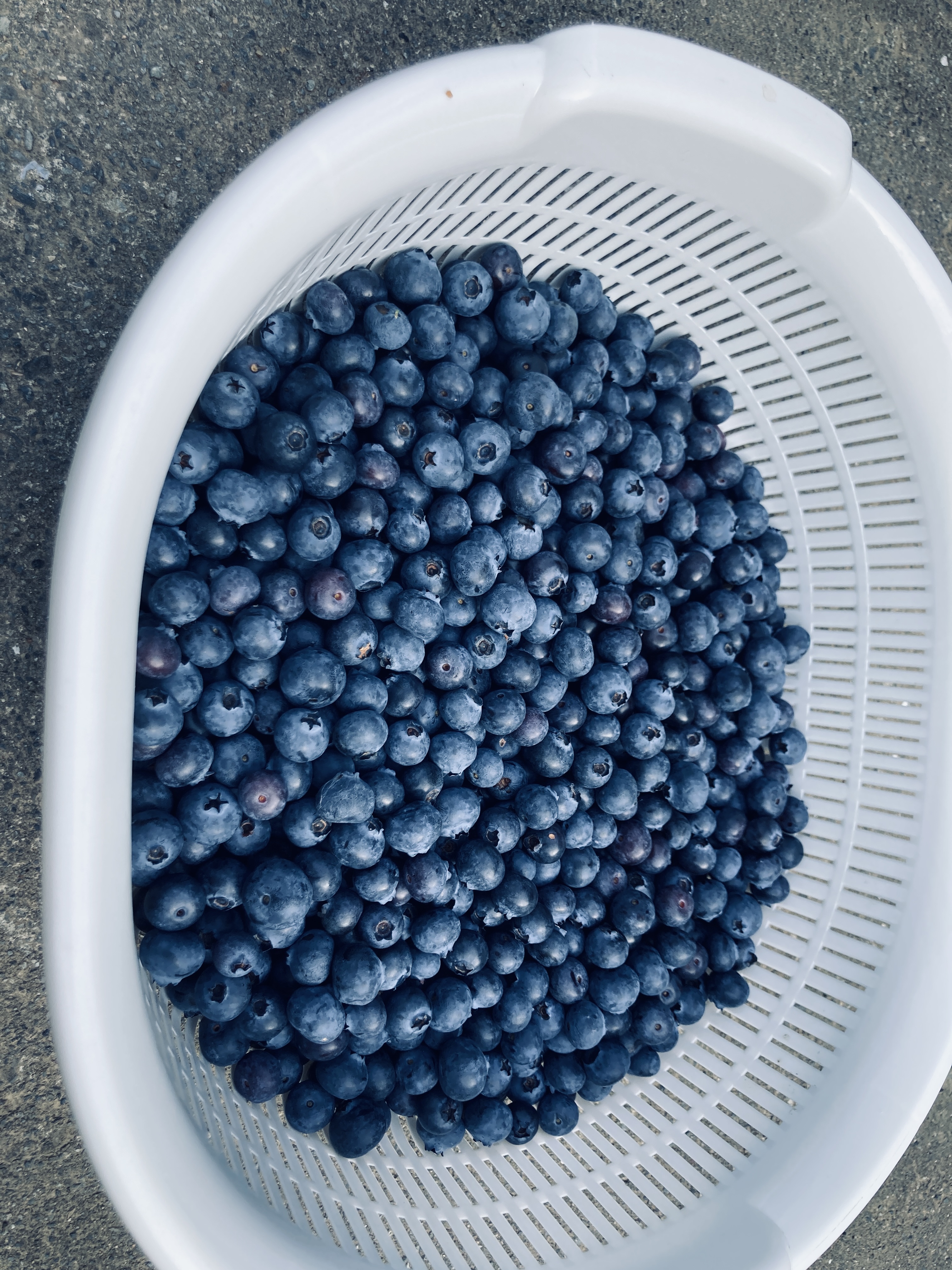 ブルーベリーの写真03